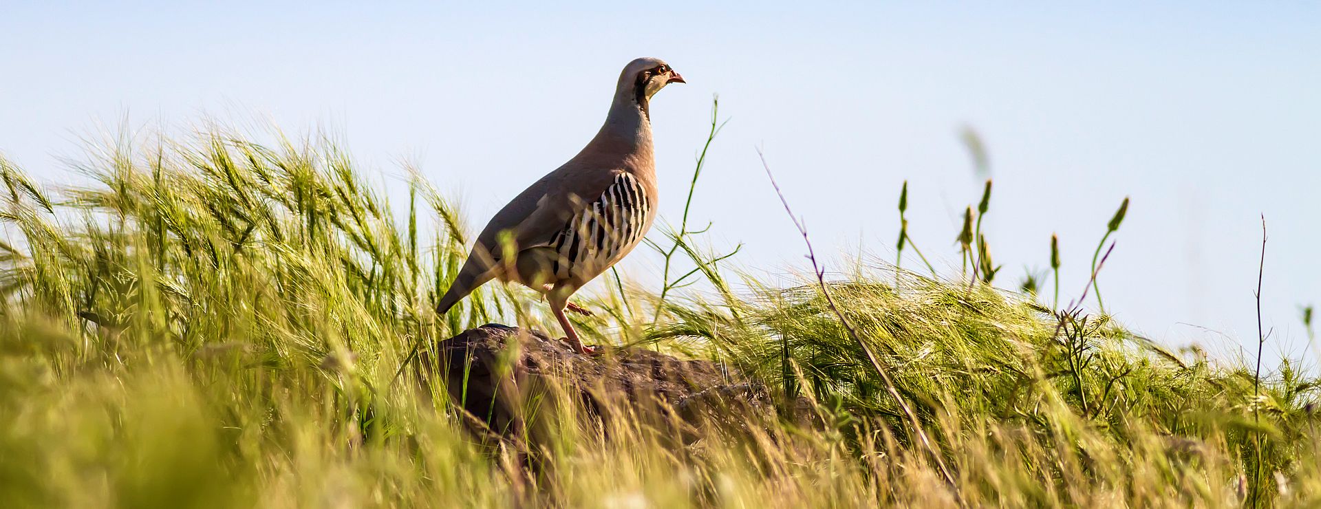 Partridge. Nature background. Bird: Chukar Partridge. Alectoris chukar.